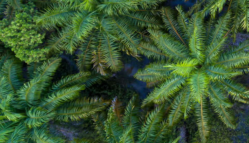 avorio vegetale - la raccolta