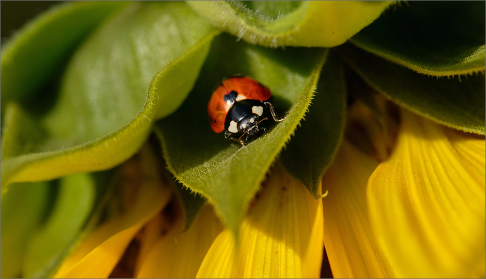 coccinella